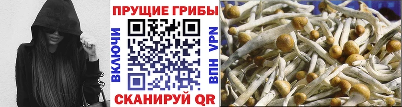 Галлюциногенные грибы Psilocybe  Кущёвская 